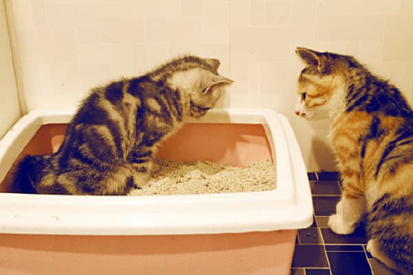 Contact Supplier Chat Now_ Special Kitty Litter PET Products